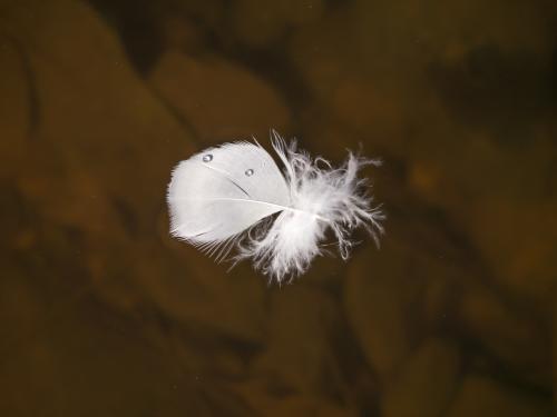 Feather with water drops floating on water - Australian Stock Image