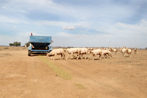 feeding livestock on sheep farm during drought - Australian Stock Image