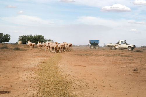 feeding livestock on sheep farm during drought - Australian Stock Image