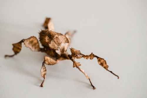 Female Australian spiny leaf stick insect - Australian Stock Image