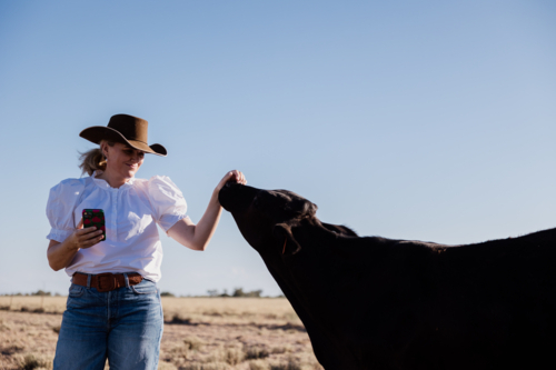 Female facing camera patting cow in paddock holding a phone - Australian Stock Image