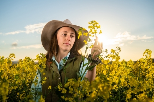 Female farmer inspects canola crop in late-afternoon light - Australian Stock Image