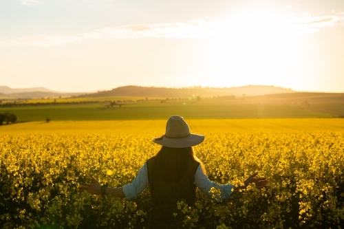 Female farmer inspects canola crop in late-afternoon light - Australian Stock Image