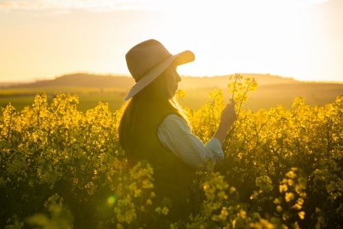 Female farmer inspects canola crop in late-afternoon light - Australian Stock Image