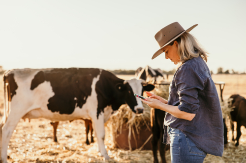 Female looking at phone with cattle in background - Australian Stock Image