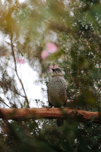 Female Pacific Koel perched on the tree limb. - Australian Stock Image