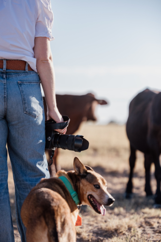 Female photographer facing away holding camera with dog and cattle - Australian Stock Image