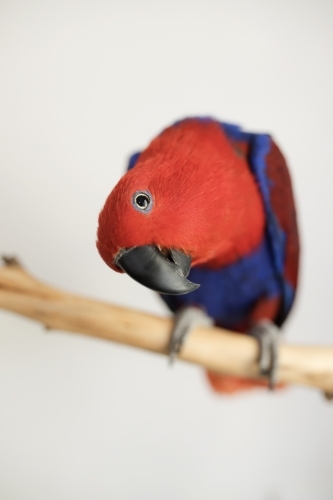 female red and blue Australian eclectus parrot sitting on a branch - Australian Stock Image