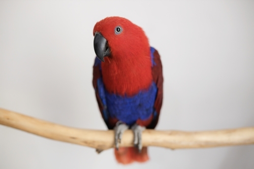 female red and blue Australian eclectus parrot sitting on a branch - Australian Stock Image