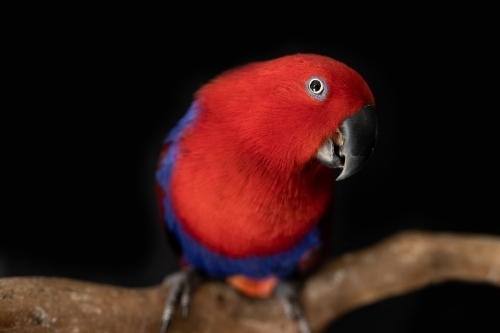 female red and blue captive eclectus parrot ( Eclectus roratus) sitting on a branch - Australian Stock Image