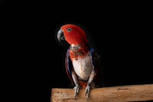 female red and blue eclectus parrot ( Eclectus roratus), the bird is missing feathers from plucking - Australian Stock Image