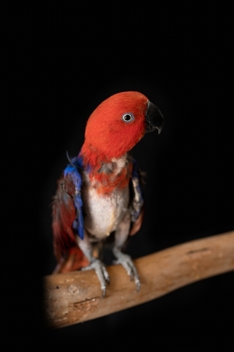 female red and blue eclectus parrot ( Eclectus roratus), the bird is missing feathers from plucking - Australian Stock Image