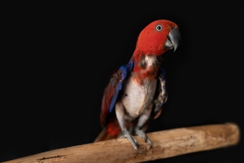 female red and blue eclectus parrot ( Eclectus roratus), the bird is missing feathers from plucking - Australian Stock Image