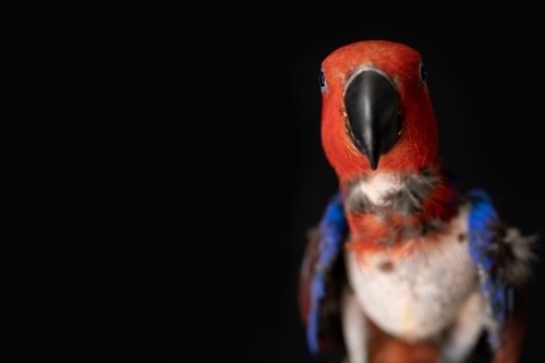 female red and blue eclectus parrot ( Eclectus roratus), the bird is missing feathers from plucking - Australian Stock Image