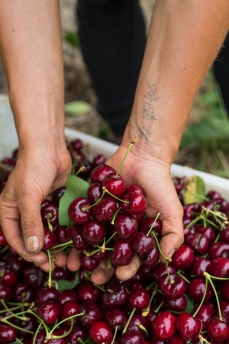 Female seasonal worker picking cherries - Australian Stock Image