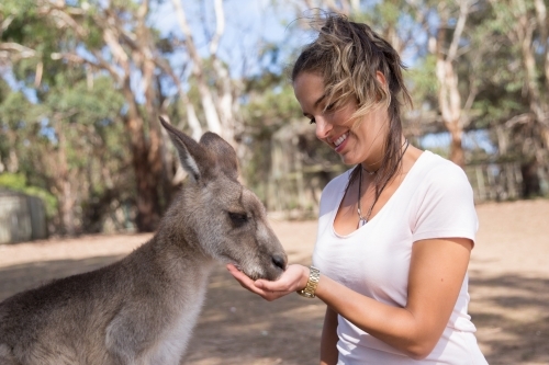 Female Tourist Feeding a Kangaroo - Australian Stock Image