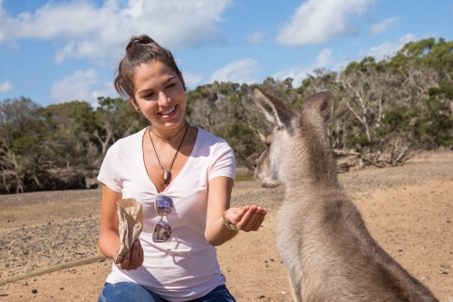 Female Tourist Feeding a Kangaroo - Australian Stock Image