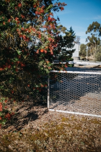 Fence with native bottle brush tree on the side - Australian Stock Image