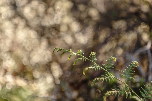 Fern in afternoon sunlight - Australian Stock Image