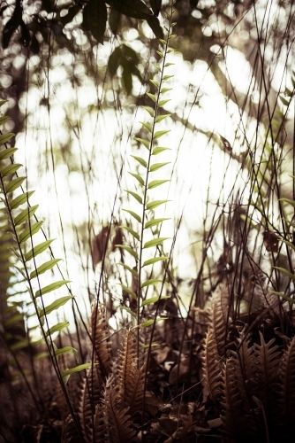 Fern stems among bush foliage - Australian Stock Image