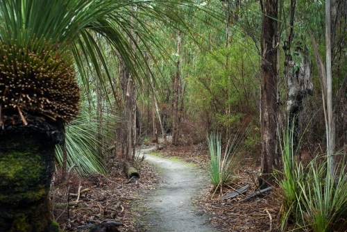 Ferns and trees along hiking trail - Australian Stock Image