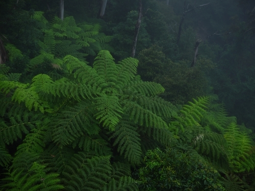Ferns in a misty forest - Australian Stock Image