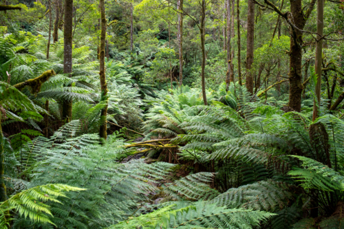 Ferns in forest gully - Australian Stock Image