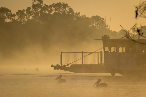 Ferry and pelicans on river at sunrise - Australian Stock Image