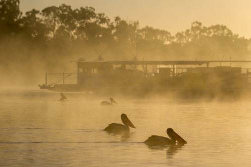 Ferry and pelicans on river at sunrise - Australian Stock Image