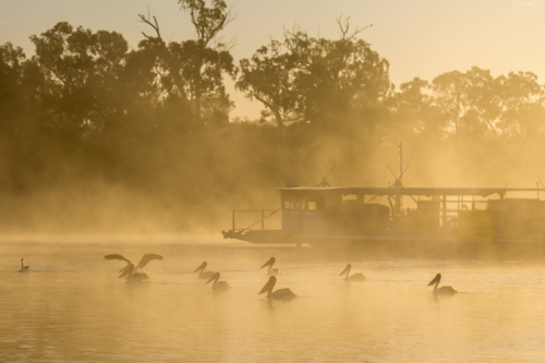 Ferry and pelicans on river at sunrise - Australian Stock Image