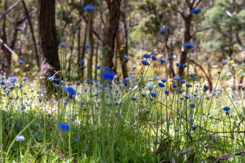 Field of blue pincushions in woodland - Australian Stock Image