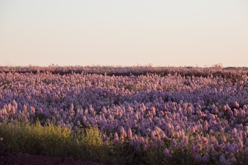 Field of native flowers with shadows - Australian Stock Image