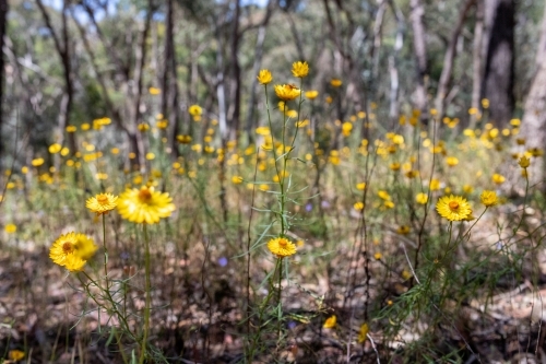 Field of paper daisy's - Australian Stock Image