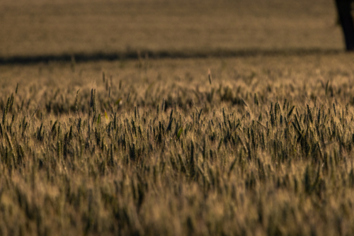 Field of wheat at sunset - Australian Stock Image