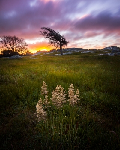 Field with tall grass and weeds under purple skies - Australian Stock Image