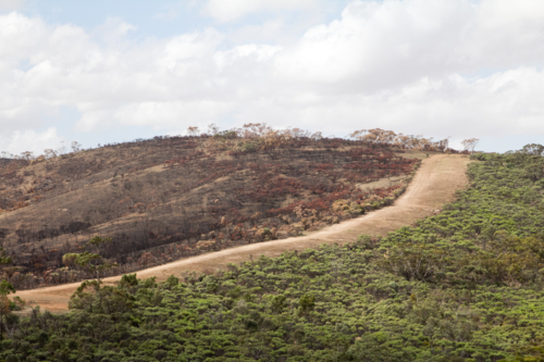 Firebreak dividing burnt forest with green trees - Australian Stock Image