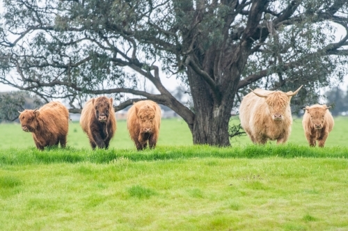 Five brown highland cows standing in a line in green pasture in front of tree - Australian Stock Image