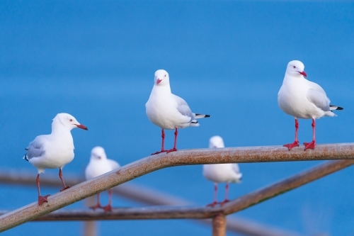 Five seagulls perched on railing in front of a blue sky