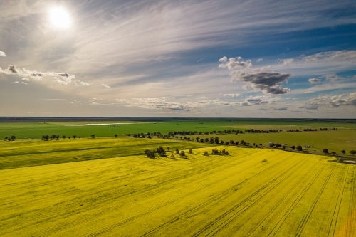Flat fields spotted with trees - Australian Stock Image