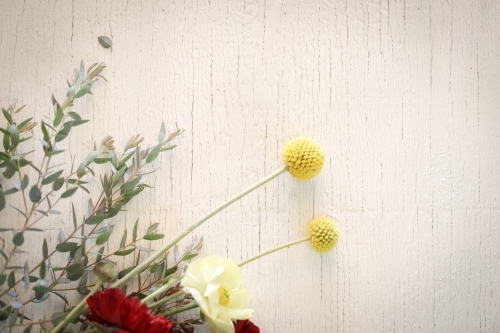 Flat lay image featuring Billy Button and Ranunculus flowers on white wood grain background - Australian Stock Image