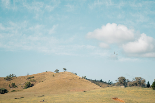 Flock of birds flying through blue sky over rolling hills - Australian Stock Image