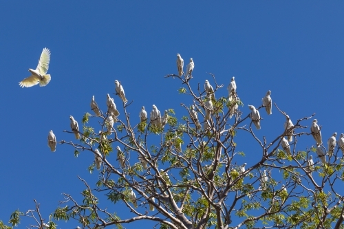 flock of corellas roosting in tree against blue sky - Australian Stock Image