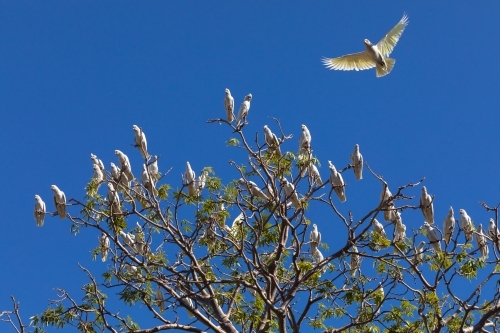 flock of corellas roosting in tree against blue sky - Australian Stock Image
