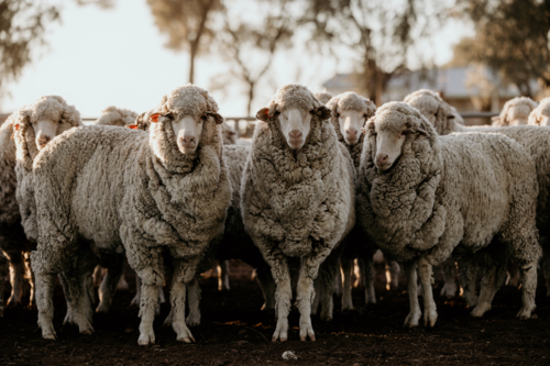 Flock of curious sheep in a fenced area - Australian Stock Image