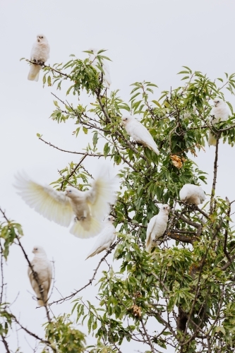 Flock of Little Corella birds perched in a tree - Australian Stock Image