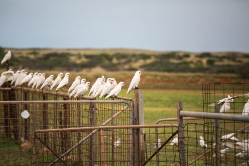 Flock of Little Corellas sitting on a metal fence on an outback station