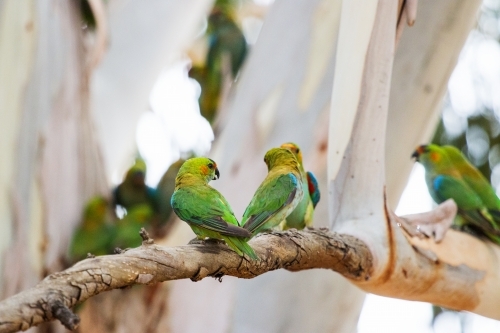 Flock of lorikeets in a gum tree - Australian Stock Image