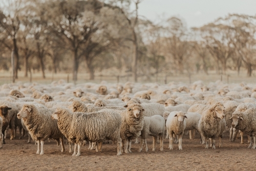 Flock of merino sheep in dry and dusty paddock - Australian Stock Image