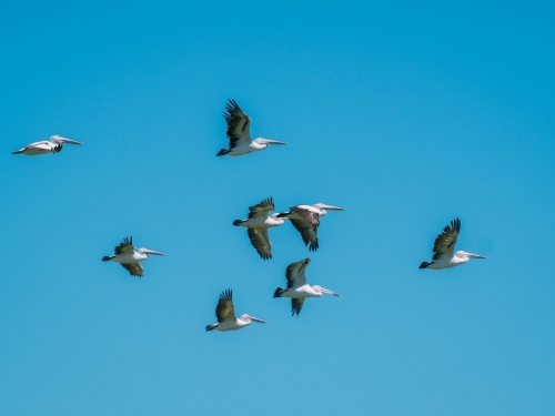 Flock of pelicans flying in blue sky