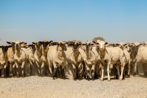 Flock of sheep being moved along country road - Australian Stock Image